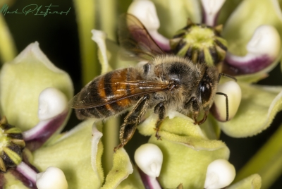 Honey Bee on Antelope Horn Milkweed 